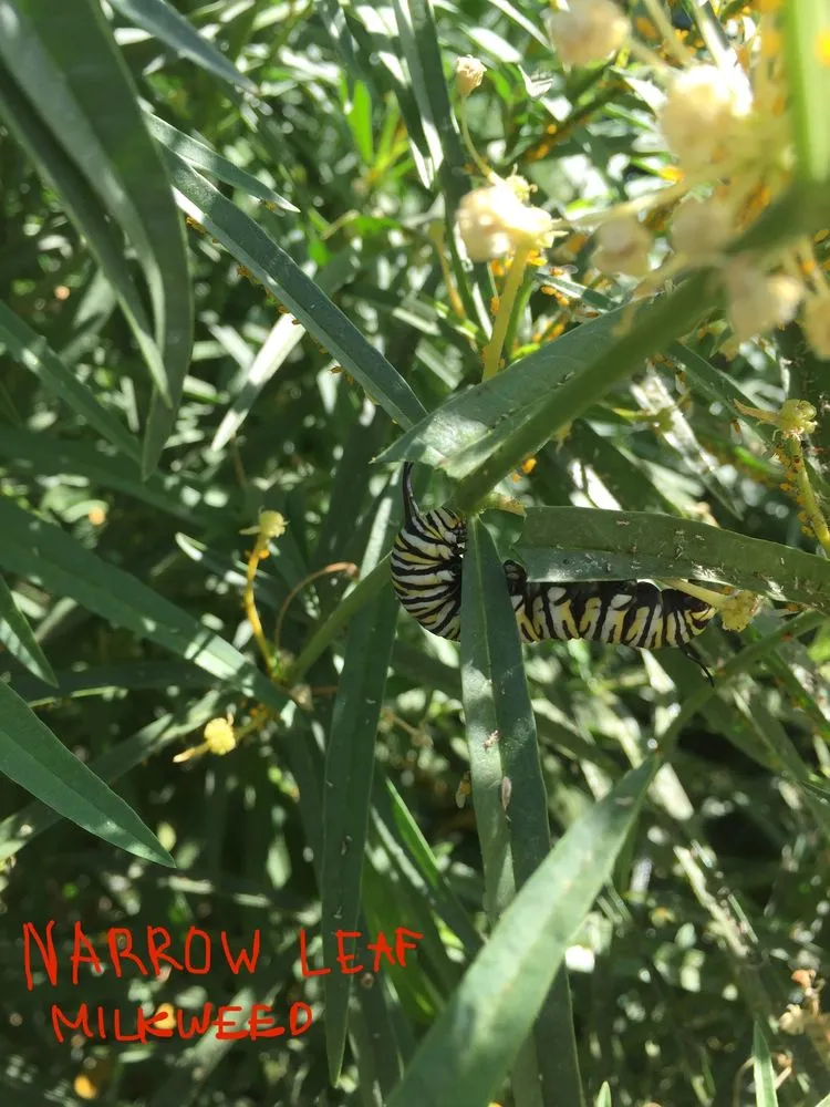 Professional landscape design near you in Lake Mary, FL by Backyard Designer Farms