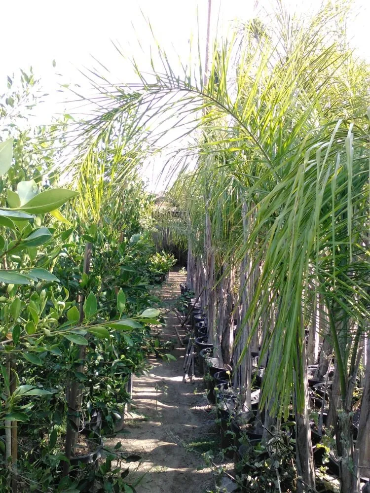 Professional yard cleanup service near you in Long Beach, CA by Backyard Dreams LA