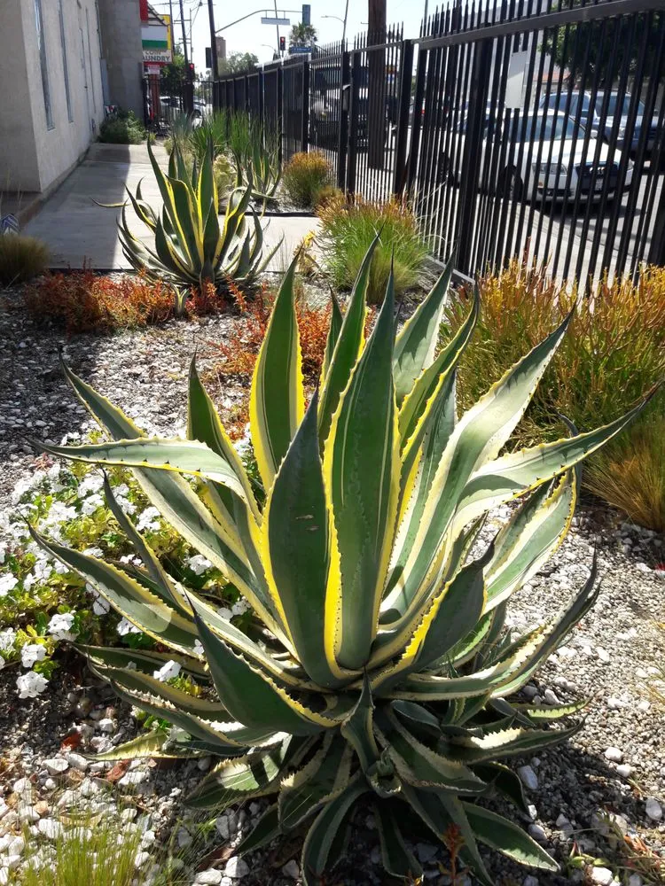 Reliable residential landscaping for residential properties in Long Beach, CA by Backyard Dreams LA