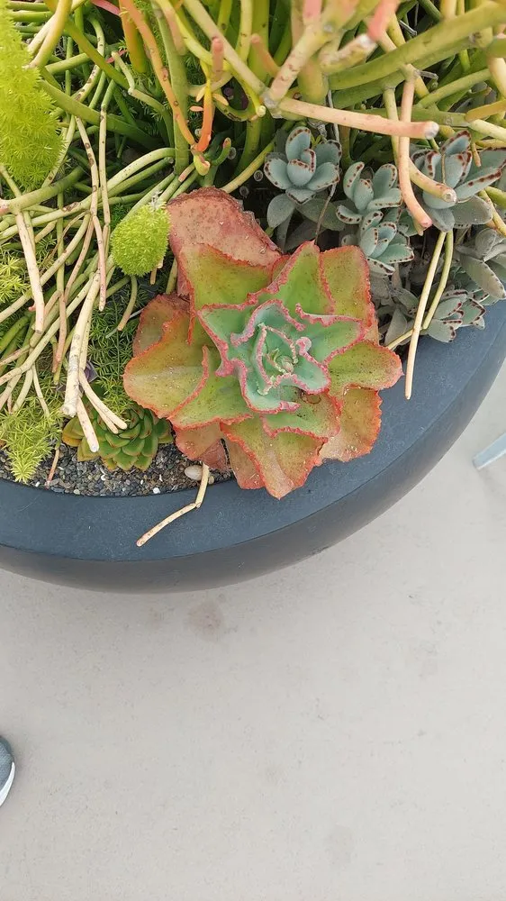 Trusted garden landscaping in Long Beach, CA - Backyard Dreams LA