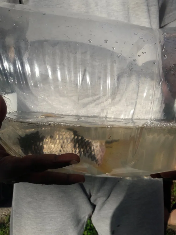 Reliable lawn care service for residential properties in Long Beach, CA by Backyard Dreams LA