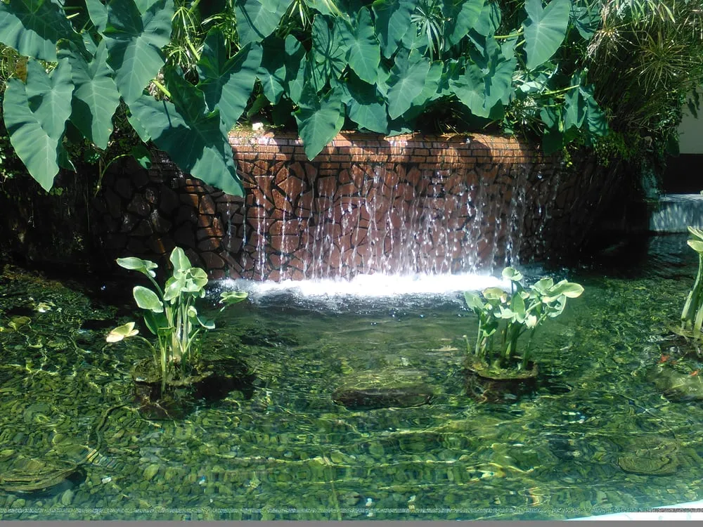 Custom lawn care service in Long Beach, CA - Backyard Dreams LA