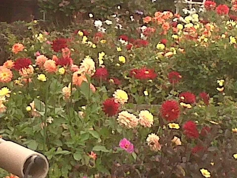 Custom landscape design with custom design across Long Beach, CA - Backyard Dreams LA