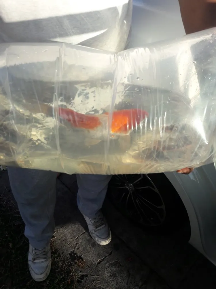 Reliable yard cleanup service experts serving Long Beach, CA - Backyard Dreams LA