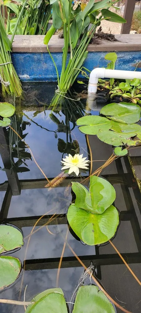 Reliable outdoor landscaping experts serving Long Beach, CA - Backyard Dreams LA