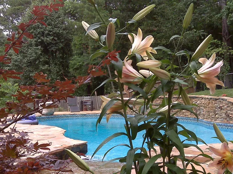 Top-rated yard cleanup service for year-round maintenance across Grayson, GA - Backyard Escapes