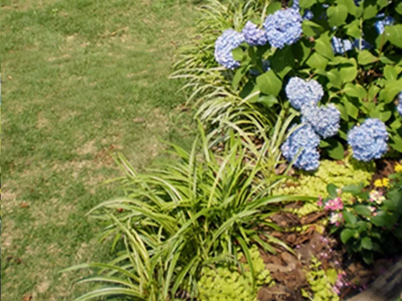 Professional lawn care service in Grayson, GA - Backyard Escapes