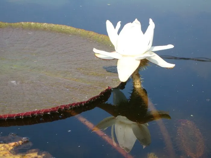 Custom landscaping services for year-round maintenance across Myakka City, FL - Backyard Getaway