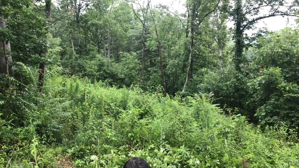 Professional garden landscaping in Blythewood, SC - Backyard Landscapes