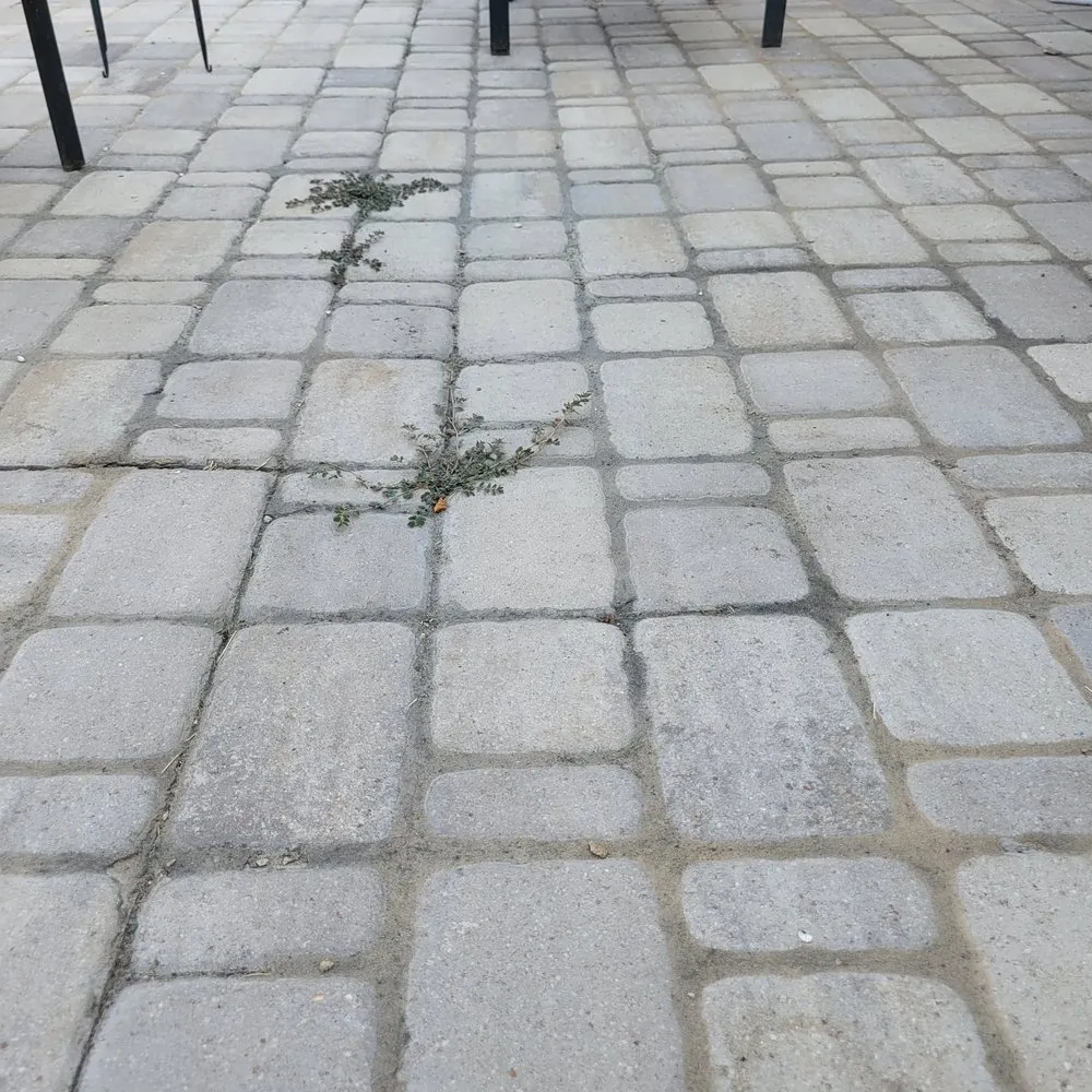 Reliable yard cleanup service in Canyon Lake, TX - BackYard Landscaping