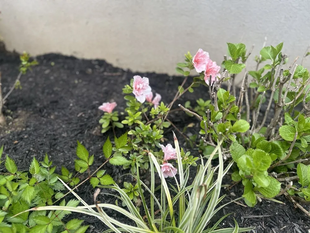 Trusted yard cleanup service in Queens, NY by Backyard Landscaping