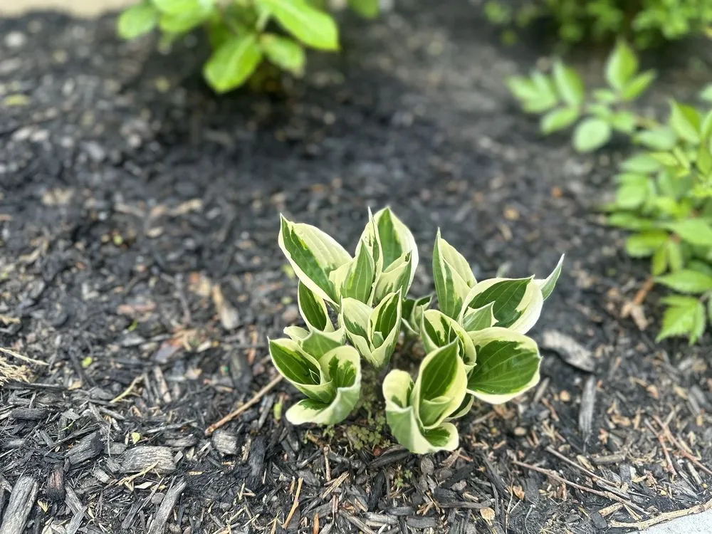 Custom lawn care service with custom design in Queens, NY by Backyard Landscaping