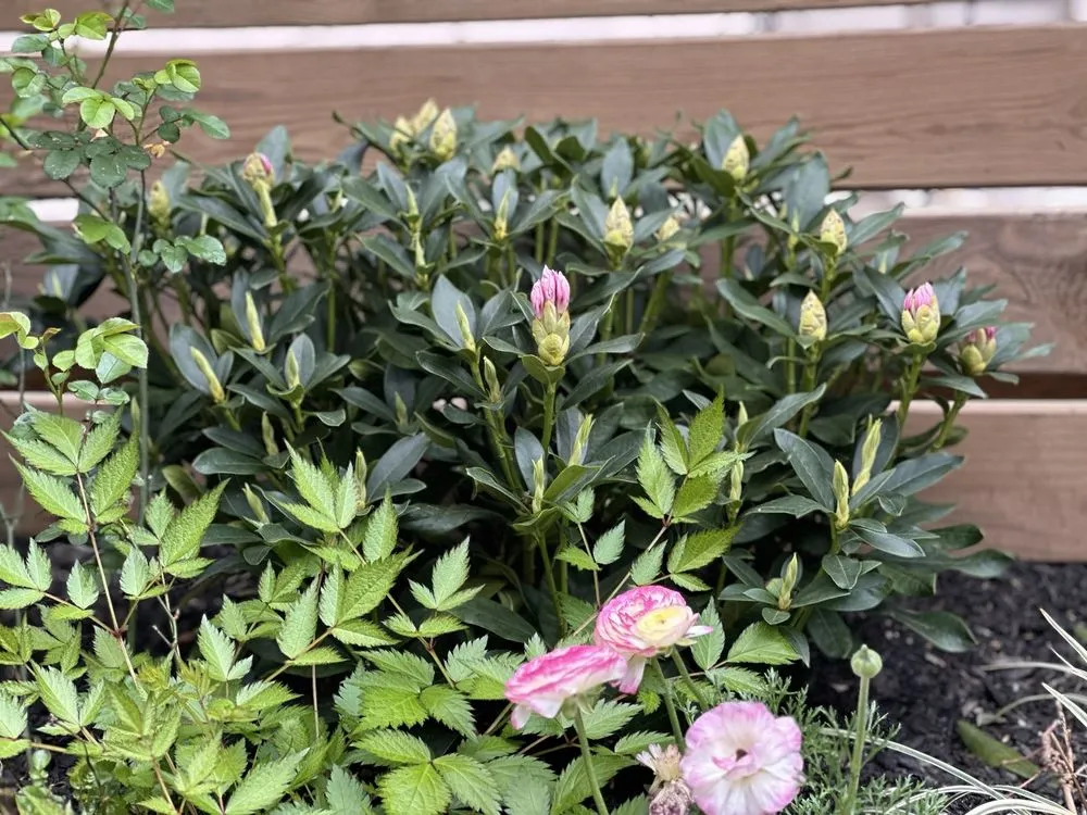 Reliable lawn mowing service experts serving Queens, NY - Backyard Landscaping