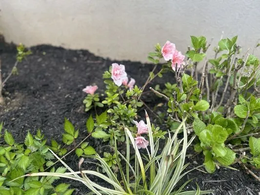 Backyard Landscaping Logo