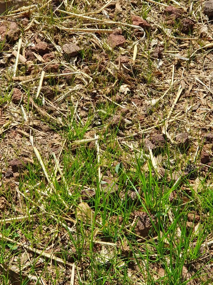 Top-rated landscape design in Griffin, GA - Backyard Management