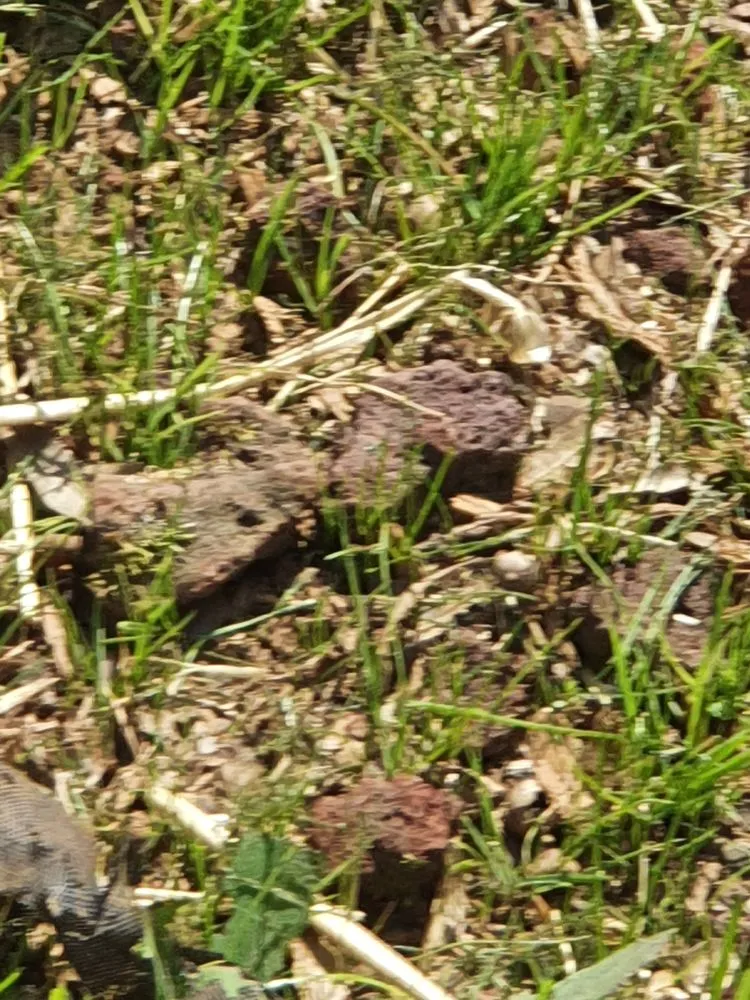 Reliable landscape design in Griffin, GA by Backyard Management