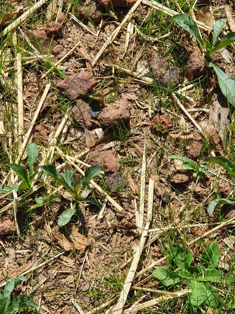 Custom garden landscaping for residential properties in Griffin, GA by Backyard Management