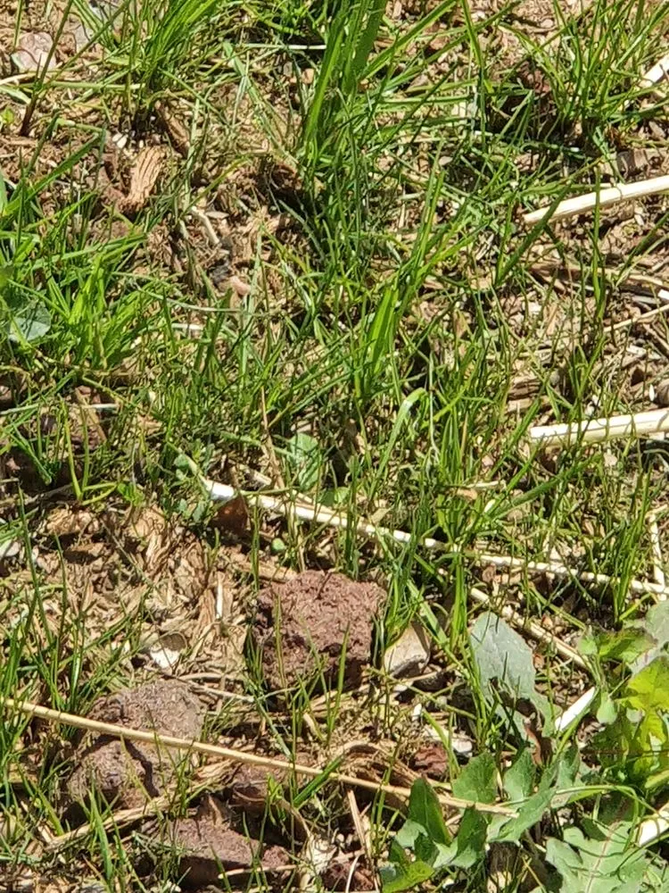 Reliable landscaping services in Griffin, GA by Backyard Management