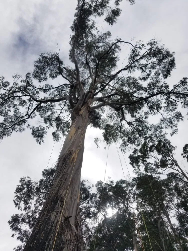 Custom yard cleanup service in Mountain View, HI by Backyard Monkey