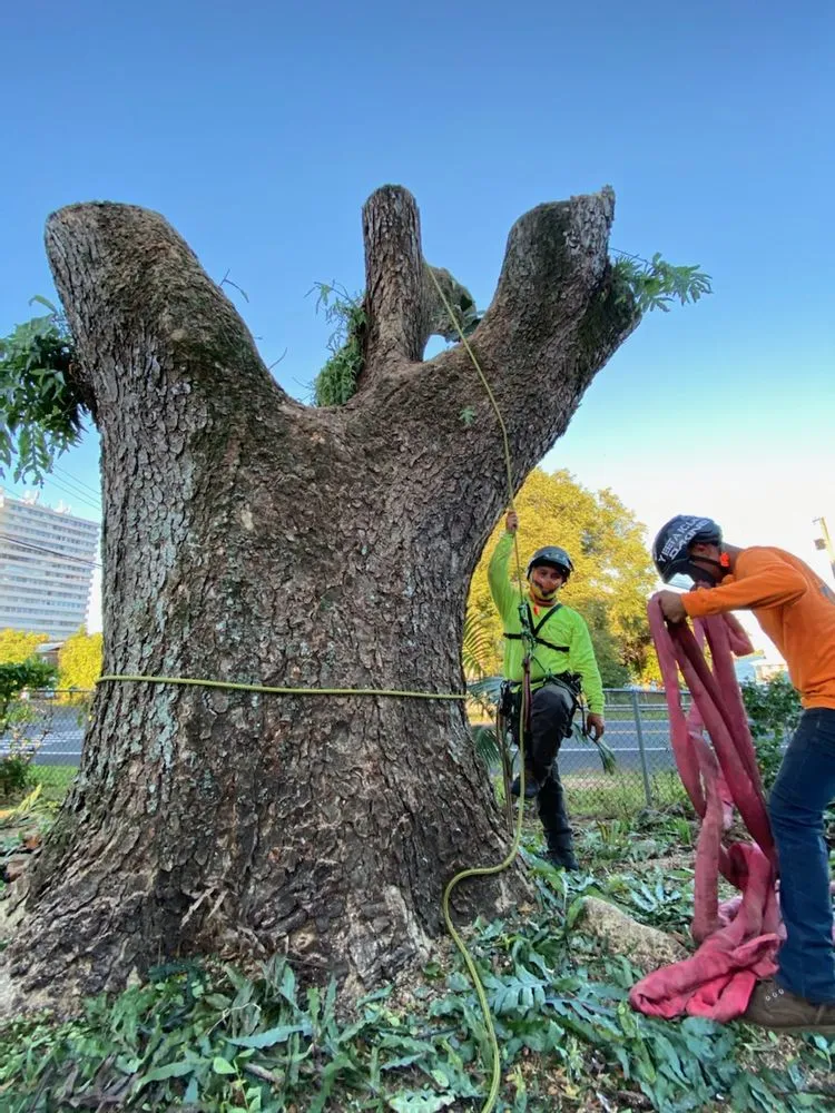 Affordable garden landscaping for year-round maintenance in Mountain View, HI by Backyard Monkey