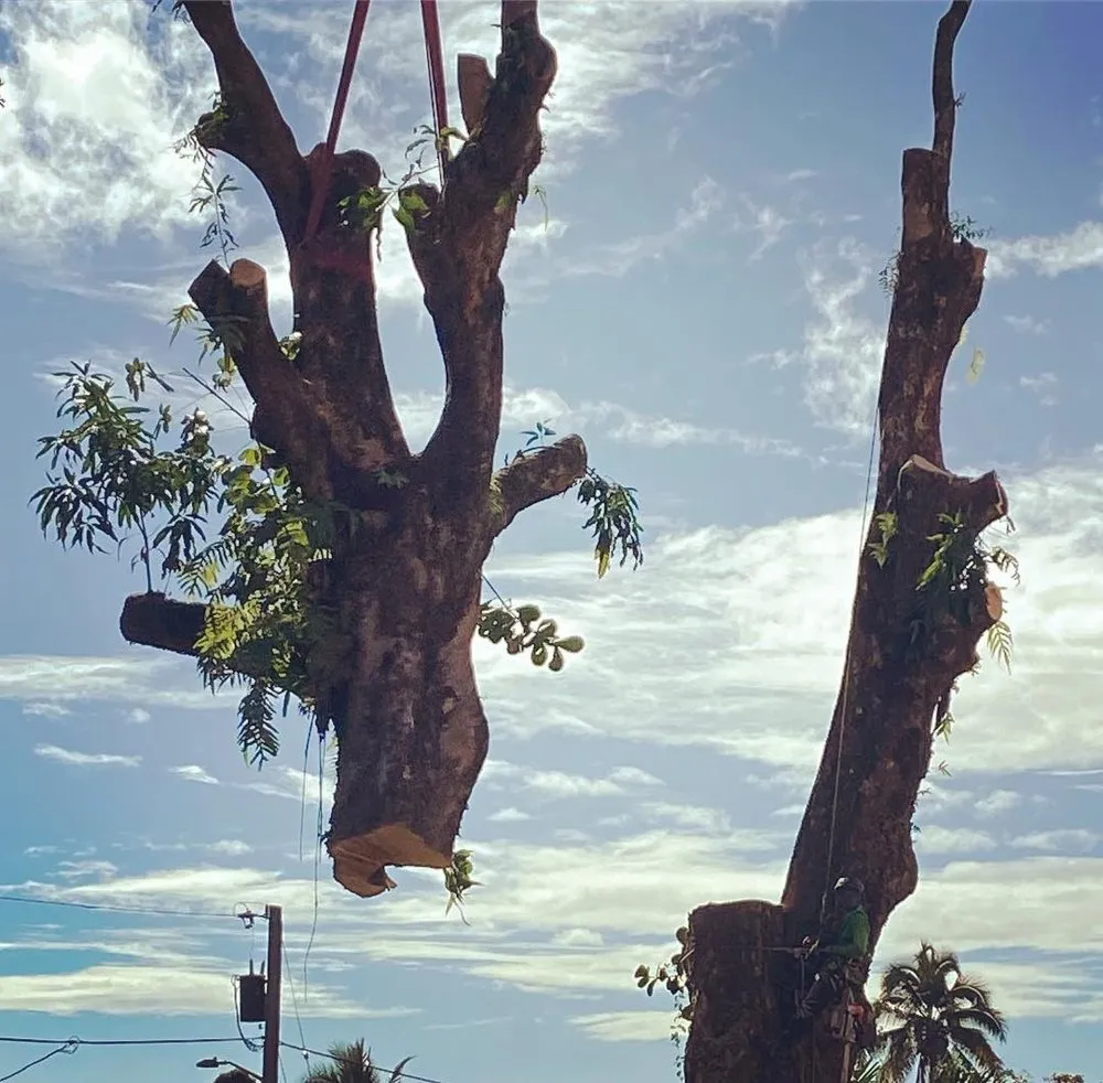 Affordable yard cleanup service near you in Mountain View, HI by Backyard Monkey