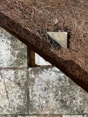 Backyard Paradise Logo