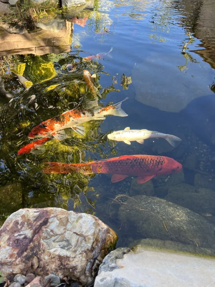 Reliable landscape design in Newport Beach, CA by Backyard Pond Service