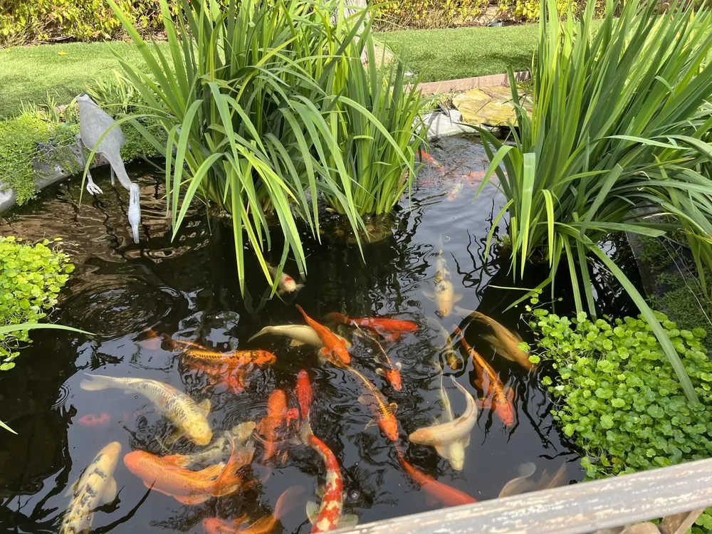 Custom landscape design for outdoor upgrades in Newport Beach, CA by Backyard Pond Service