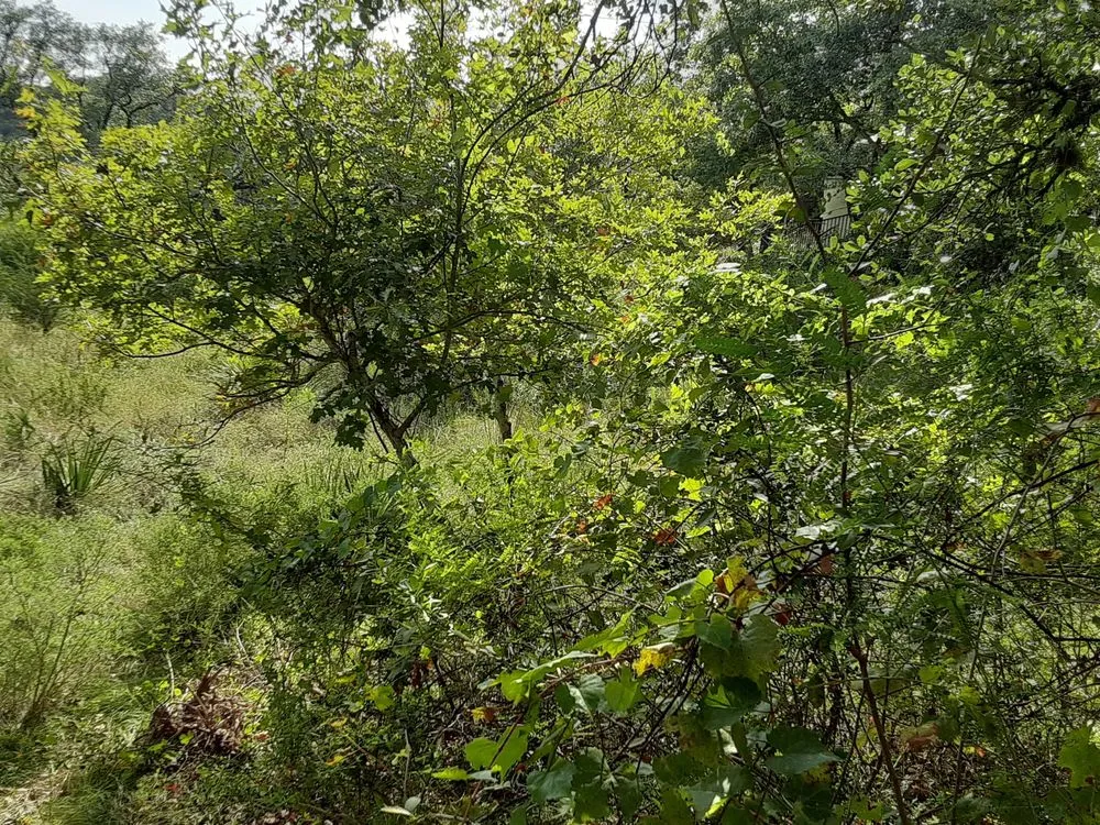 Top-rated landscape installation for homes across San Antonio, TX - Backyard Siteworks