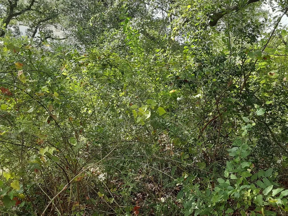 Custom landscape design with custom design across San Antonio, TX - Backyard Siteworks