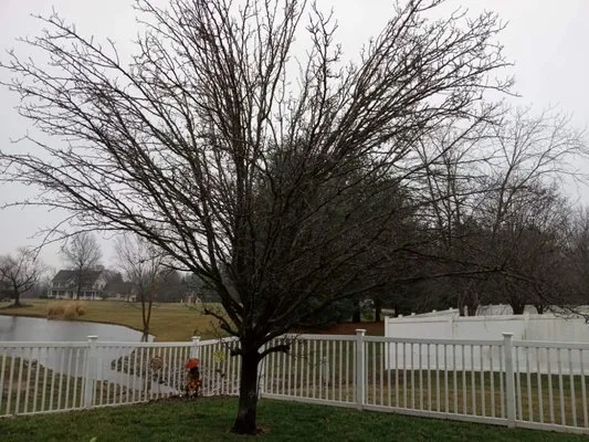 Bad Apple Outdoor Solutions