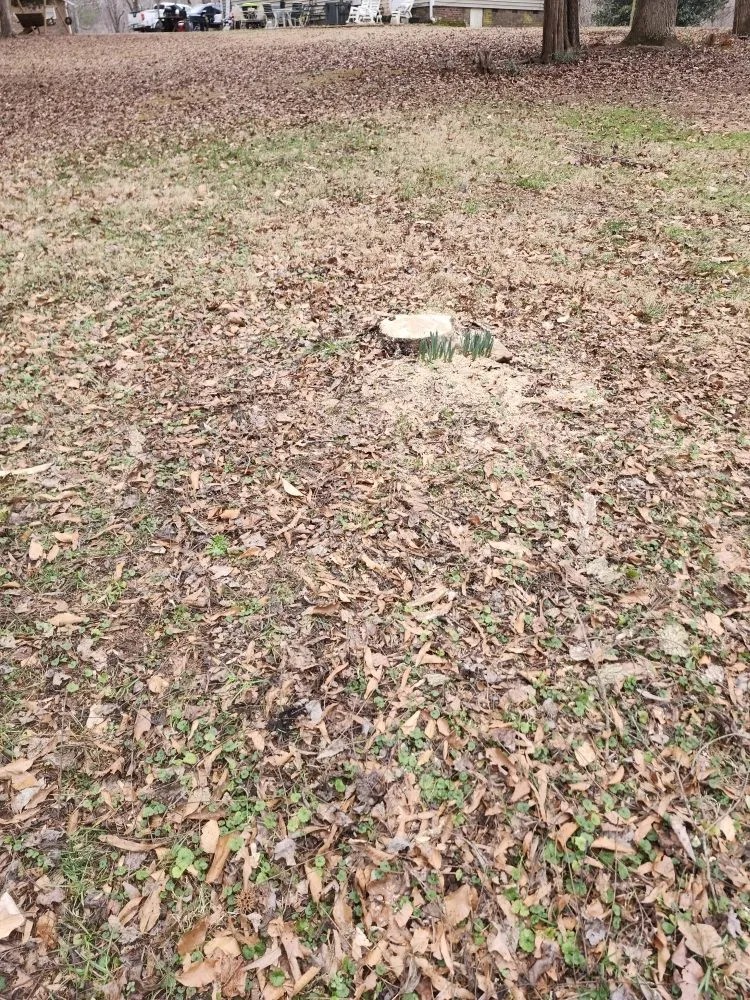 Affordable lawn care service with custom design in Burlington, NC by Bad Boy Lawn Care