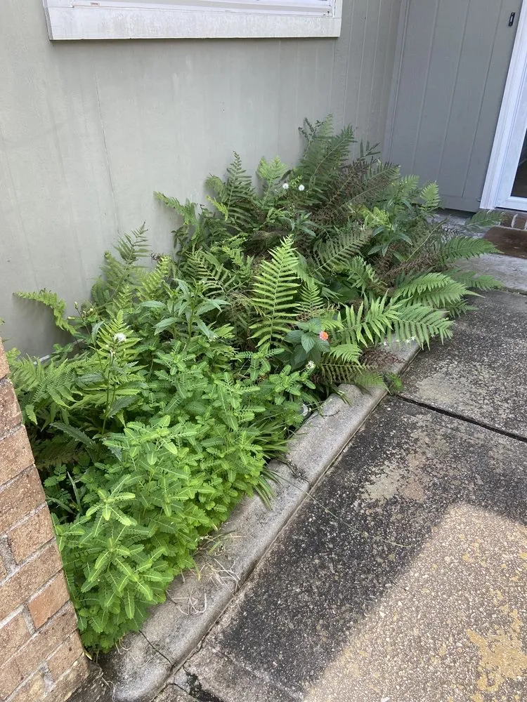 Affordable yard cleanup service for homes in Slidell, LA by Bad Dog Lawn Care