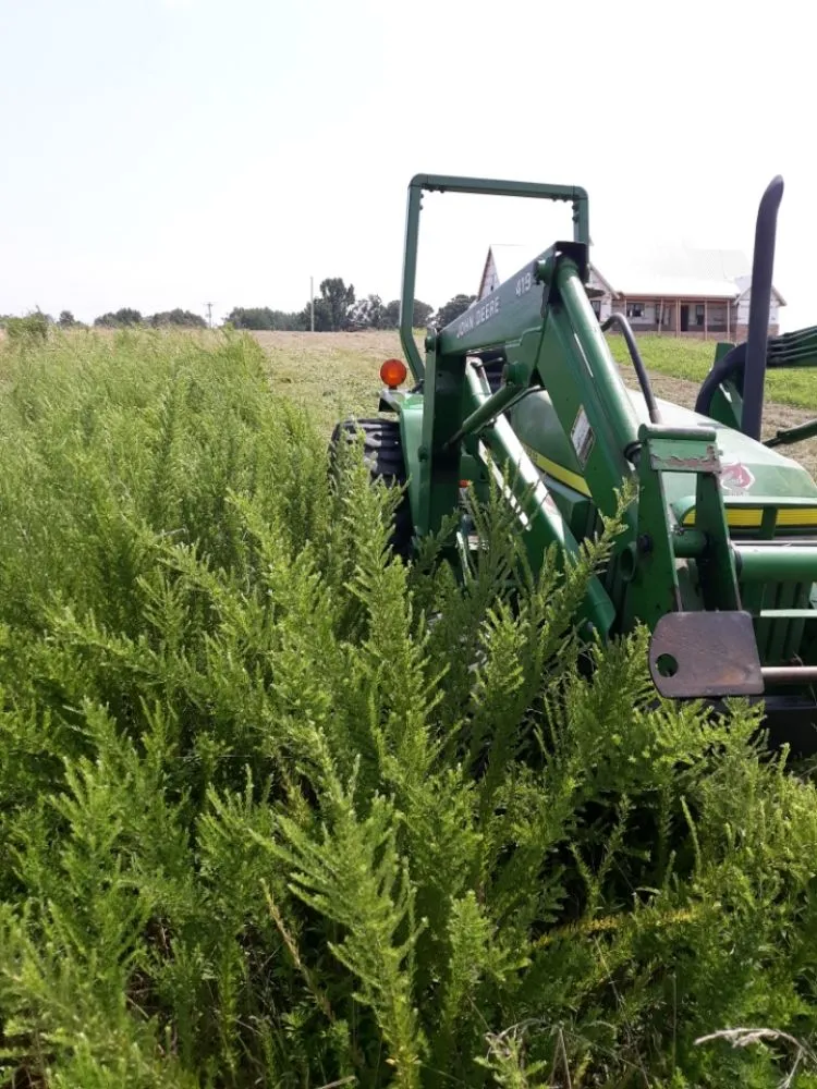 Expert yard maintenance with custom design in Dickson, TN by Bad Grass Mowing