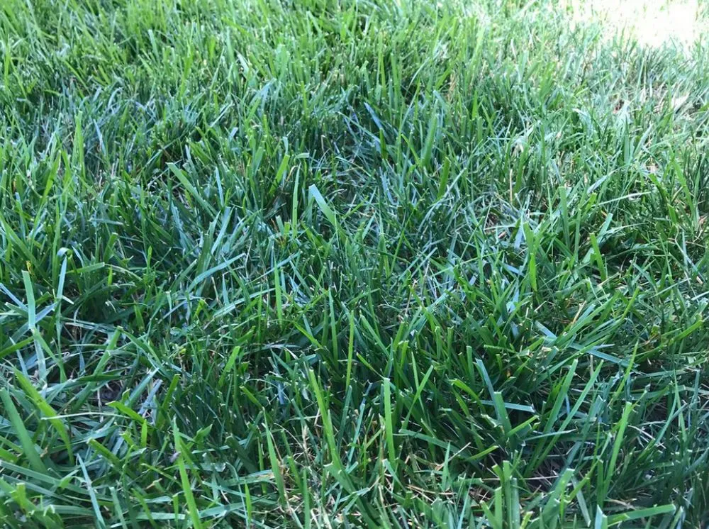 Top-rated yard cleanup service in Conowingo, MD by Badger Lawn Care