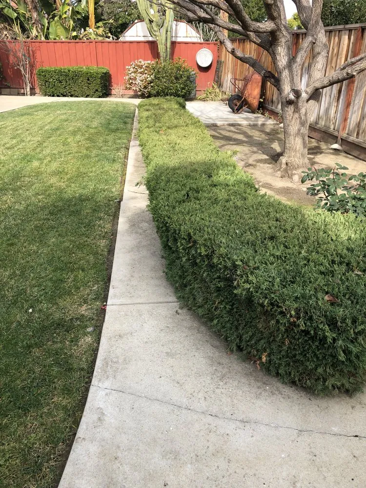 Expert lawn care service for year-round maintenance in Menlo Park, CA by Baez Landscaping