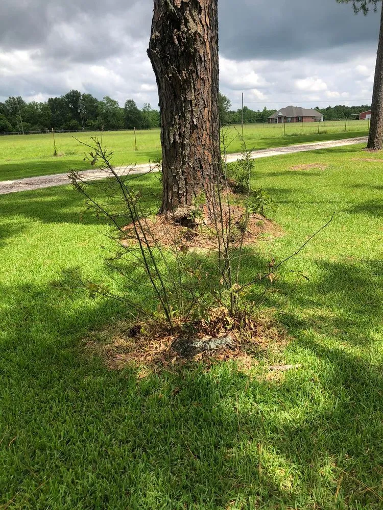 Affordable landscaping services for residential properties across Westlake, LA - Bagley Services