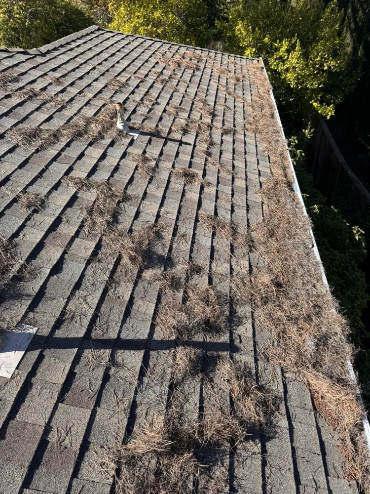 Top-rated lawn mowing service experts serving Redwood city, CA - Bahia Garden