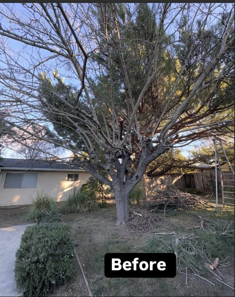 Expert yard cleanup service in Redwood city, CA - Bahia Garden