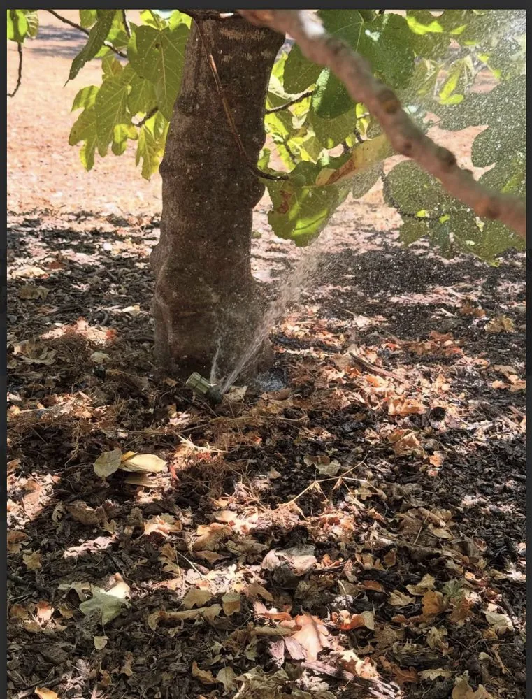 Affordable yard maintenance with custom design across Redwood city, CA - Bahia Garden