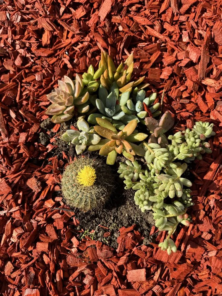 Trusted landscaping services in Redwood city, CA - Bahia Garden