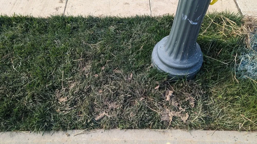 Reliable landscaping services in Harrisburg, PA - Bailey Landscape-Maintenance