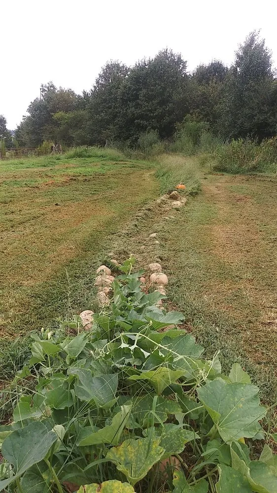 Affordable landscape design in Hollywood, AL by Bailey Landscaping