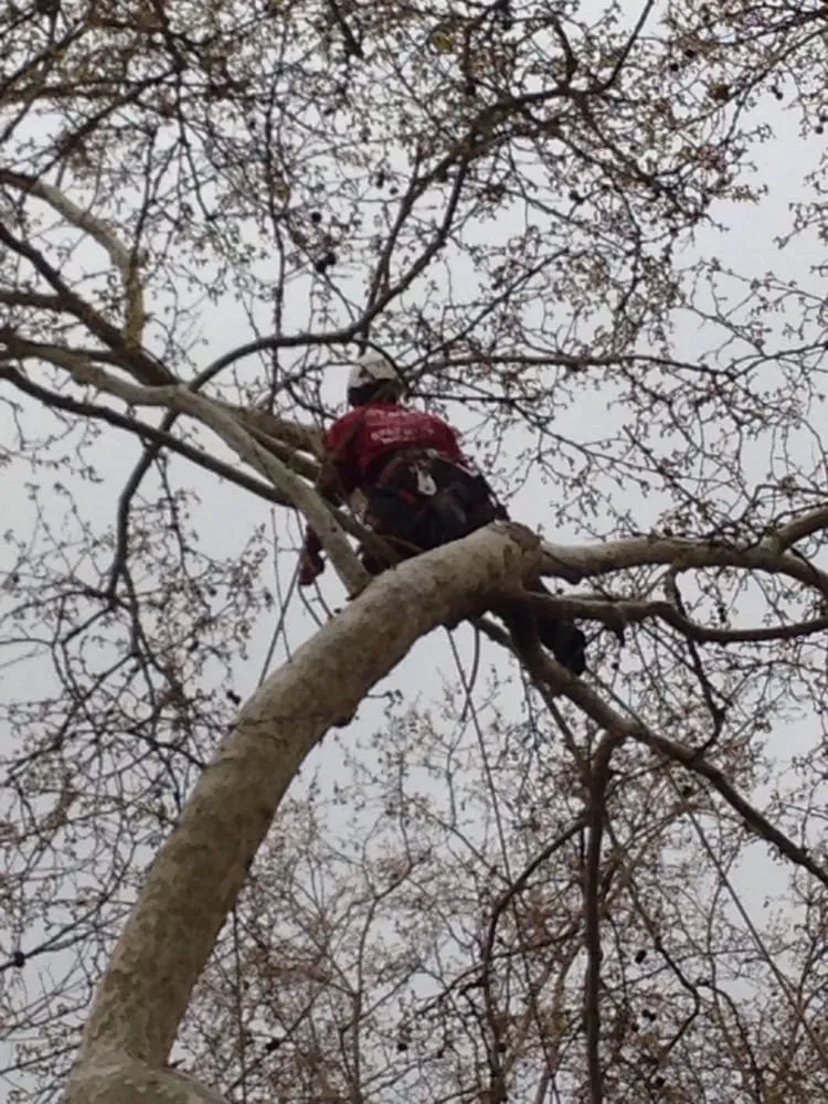 Trusted lawn care service for beautiful yards in Citrus Heights, CA by Bailey Tree Company