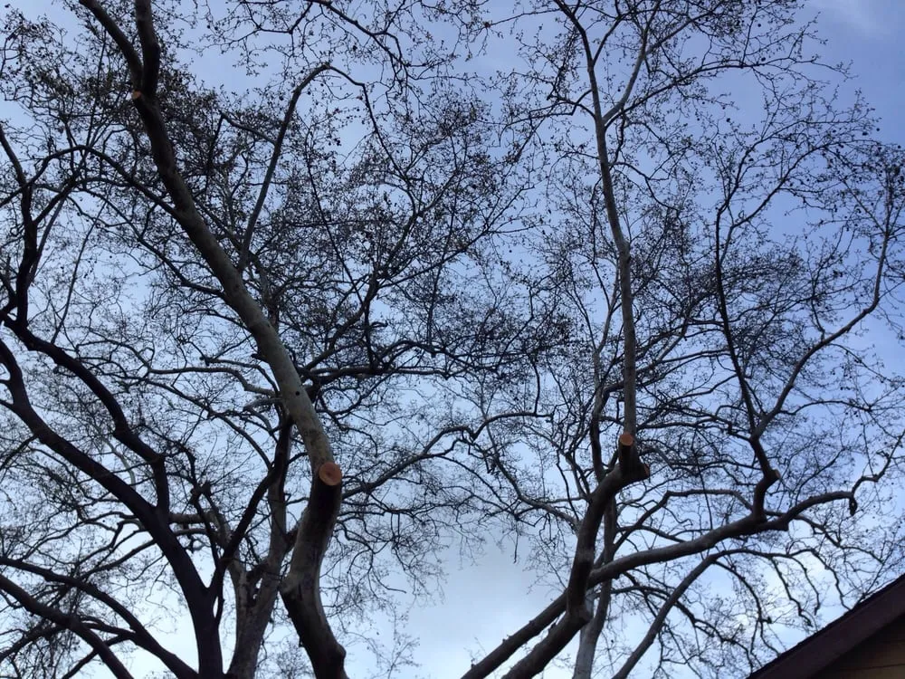 Professional lawn care service with custom design in Citrus Heights, CA by Bailey Tree Company