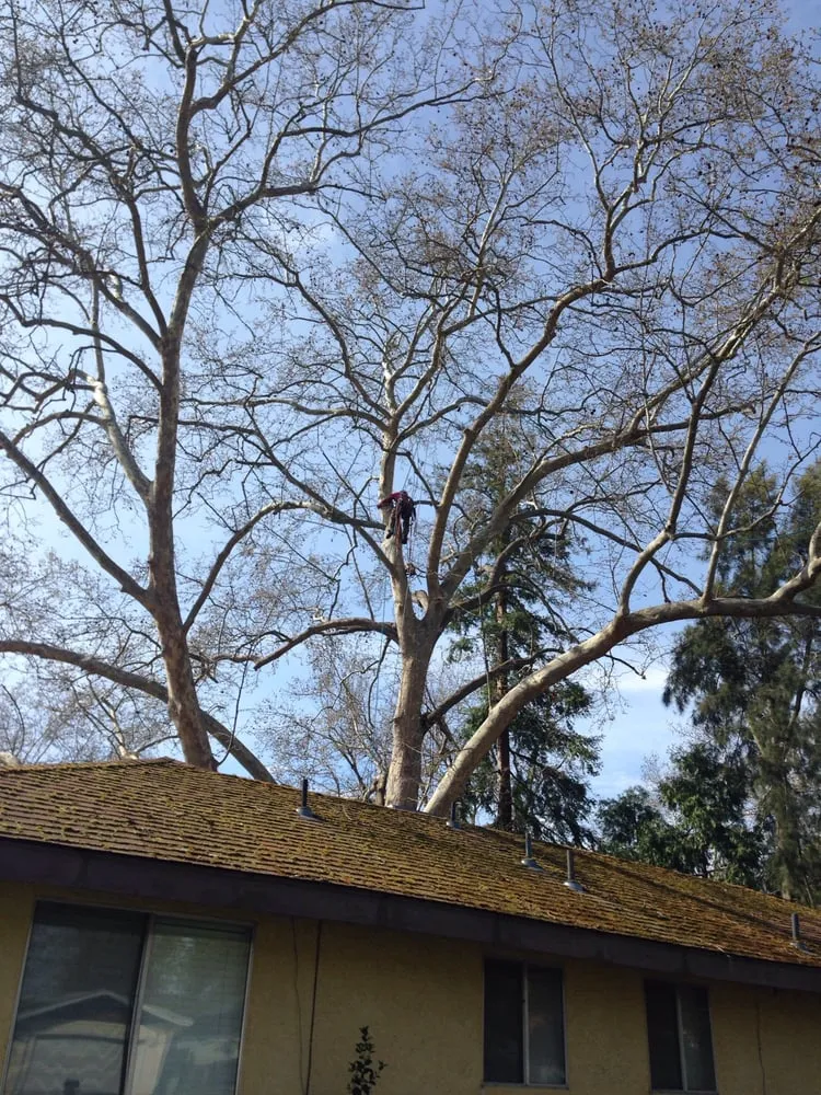 Local lawn care service for year-round maintenance across Citrus Heights, CA - Bailey Tree Company