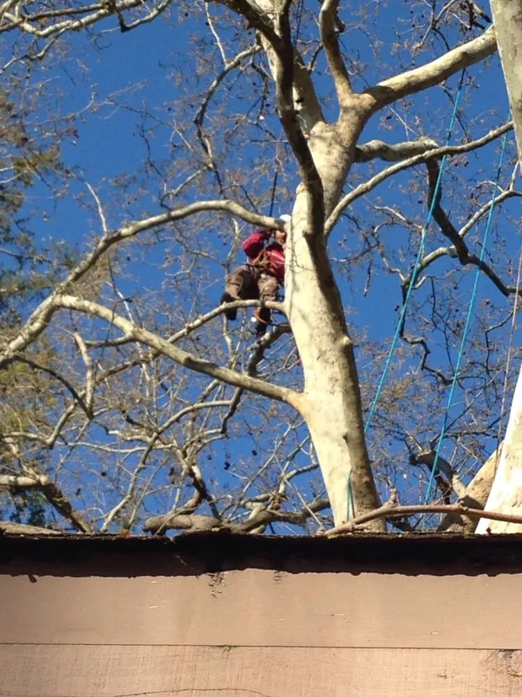 Custom outdoor landscaping experts serving Citrus Heights, CA - Bailey Tree Company