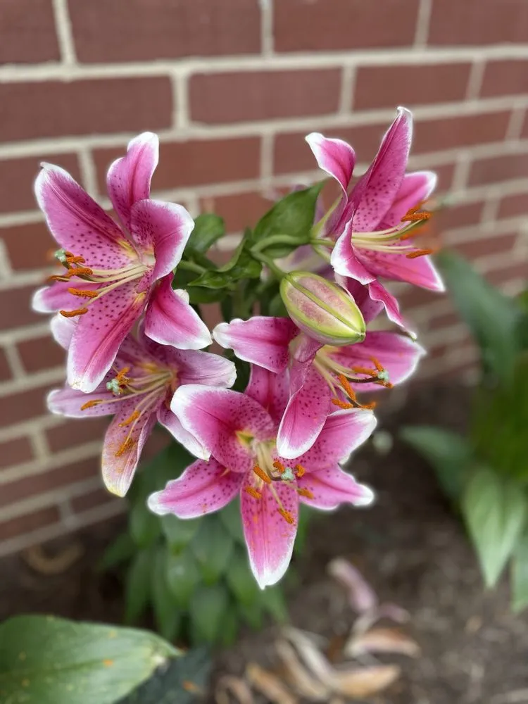 Custom landscaping services experts serving Dayton, OH - Bailey Yard Art