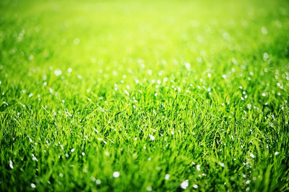 Affordable outdoor landscaping in Boston, MA - Bailey's Lawn Care Services