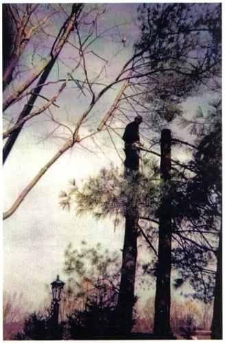 Custom landscape installation in Falls Church, VA - Bailey's Tree Service